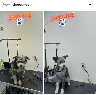 Cat and Dog Grooming services, View more