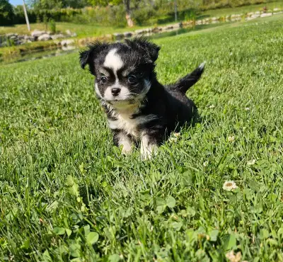 Male long haired chihuahua , View more