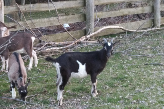 Prime Suckling Goat Kids in Livestock in Grand Bend - Image 2