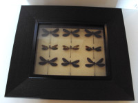 DRAGONFLY TAXIDERMY - A COLLECTION OF RARE DAMSELFLIES