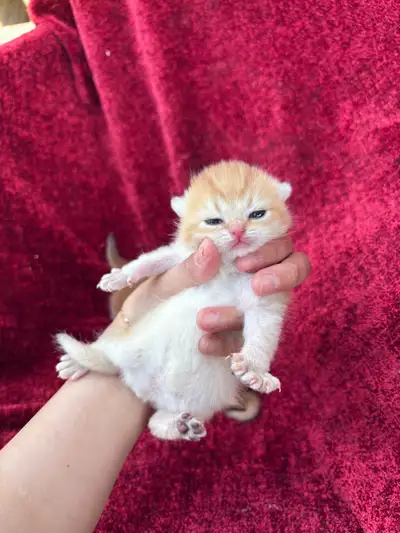 purebred British short hair kittens, View more