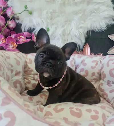BEAUTIFUL FRENCH BULLDOG PUPPIES, View more