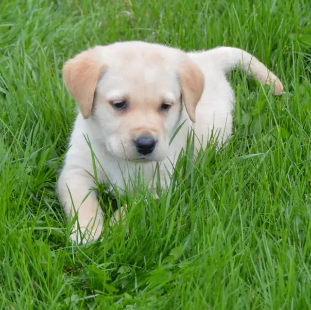 CKC Reg"d Labrador Retriever Puppies in Dogs & Puppies for Rehoming in Stratford - Image 7