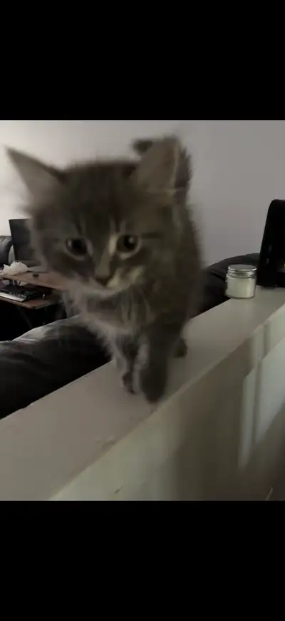 hello, my cat gave birth around the end of march. These are two males. She only had two they’re supe...