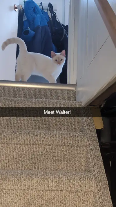 Fixed 1.5 year old Male Flamepoint Siamese, View more