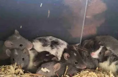 Haywire Rattery, new crew of babies available for adoption!, View more