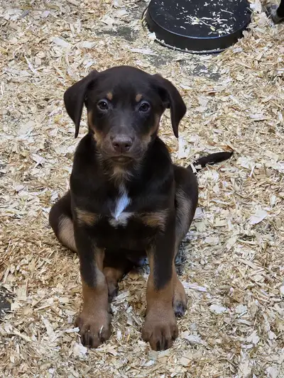 Shollie mix puppies, View more