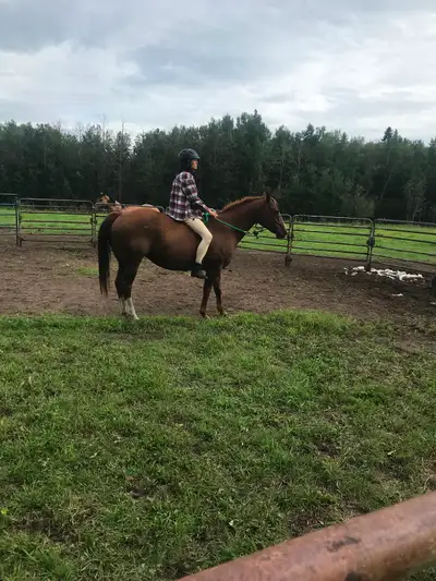 Gorgeous quarter horse mare for sale, View more