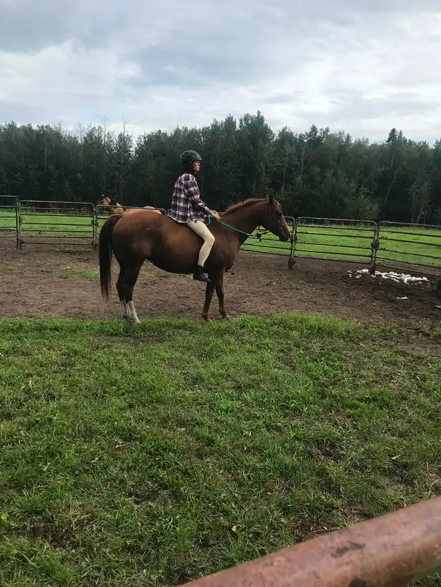 Gorgeous quarter horse mare for sale in Horses & Ponies for Rehoming in Edmonton - Image 2