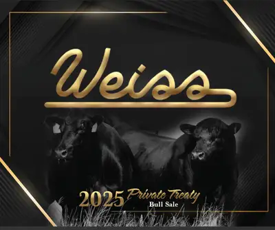 Black Angus Bulls for Sale – Built to Work Powerful, well-muscled Black Angus bulls ready to go. Rai...