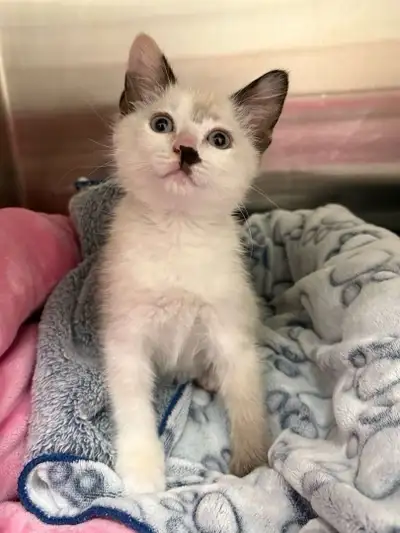 Kitten for sale!, View more
