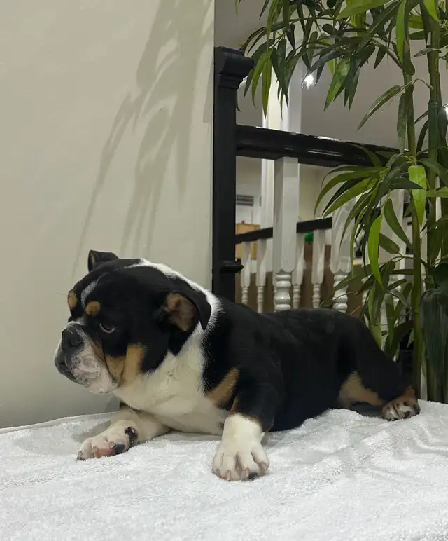 ENGLISH BULLDOGS PUPPY in Dogs & Puppies for Rehoming in Mississauga / Peel Region - Image 5