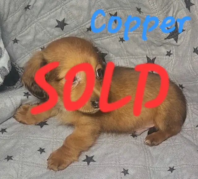 ALL SOLD! Mini Dachshund Puppies in Dogs & Puppies for Rehoming in Strathcona County - Image 6
