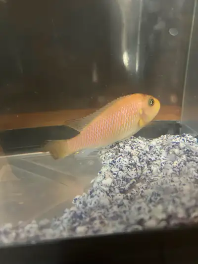 One cichlid for sale