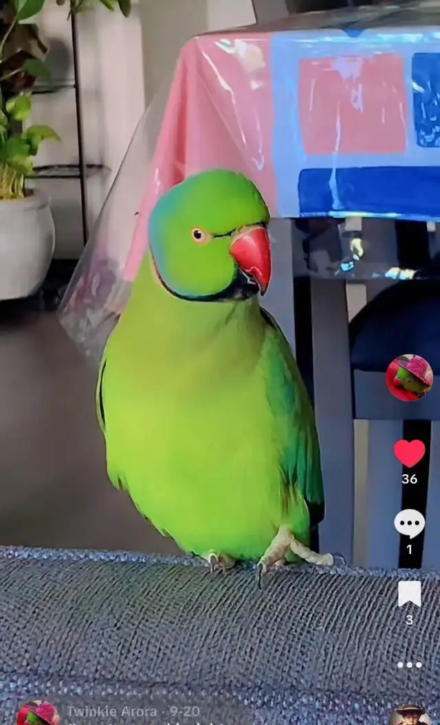 my pet parrot is missing406757016548812801