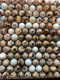Jumbo Quail Hatching Eggs and Chicks