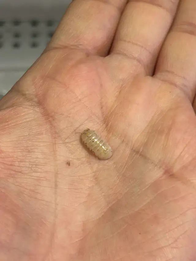 SOLD-Isopods-Armadillidium Vulgare ‘Magic Potion’ in Other in Markham / York Region - Image 3
