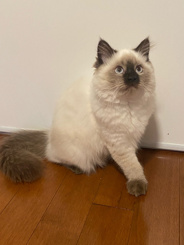Himalayan Kitten for Sale – Fluffy & Beautiful! in Cats & Kittens for Rehoming in Ottawa - Image 2
