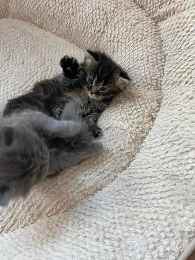 Chatons persan x angora, View more