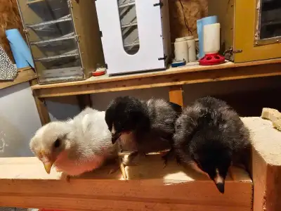 3 Araucana bantam chicks available one white double tufted. 2 black clean faced. Ready to start thei...