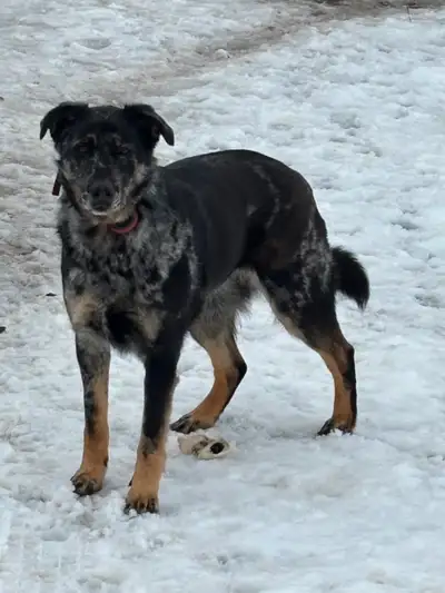 Crazy high energy super fast runner high jumper physically fit beyond imagination dog, can be quite...