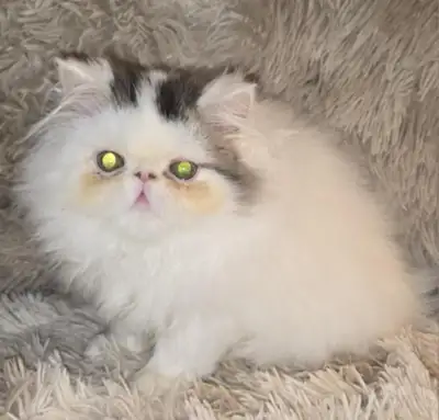 At FelineBeMine Cattery we take pride in the health and personality of our cats. Our kitten's will h...