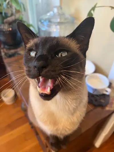 Used Siamese Cat, View more