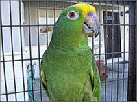 BIRD VISITS - Parrots, Budgies, Cockatoos, Finches, LoveBirds