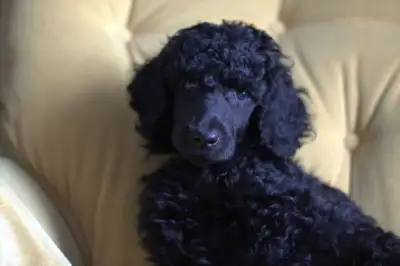 Stunning Standard Poodles, View more