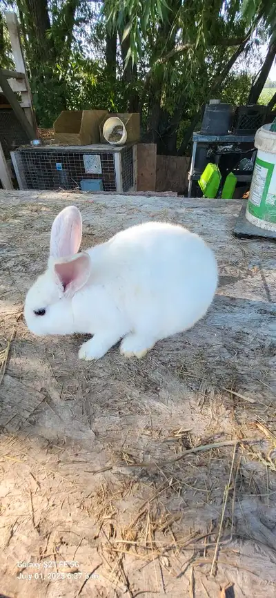 Pure pred new Zealand rabbits for sale 10 weeks old. 1 grey one 4 black ones 3 white ones 5 brown on...