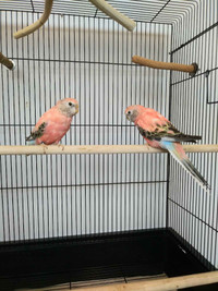 Rosy Bourke Parakeet