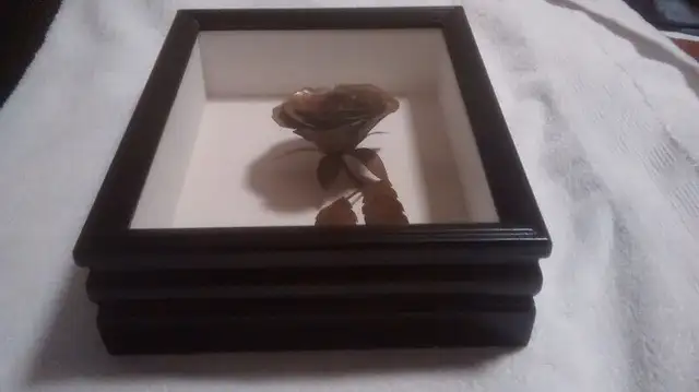 Copper Rose in Shadow Box562453680332492803