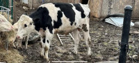 Veau Holstein