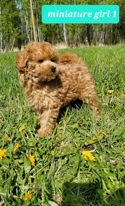 Adorable miniature poodle puppies. Very energetic, tiny cuddle bugs looking for forever, loving home...