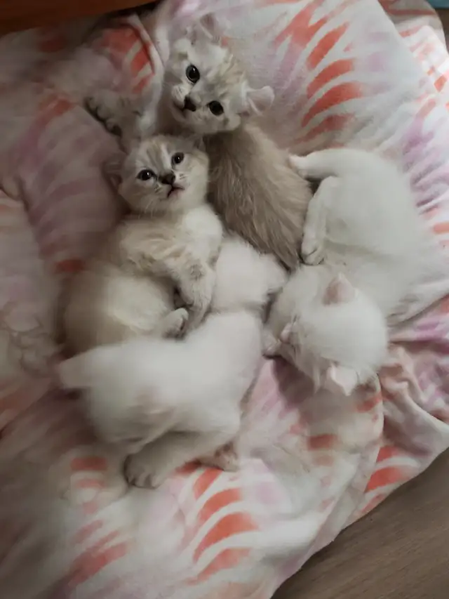 Chatons Highland lynx in Cats & Kittens for Rehoming in West Island - Image 3