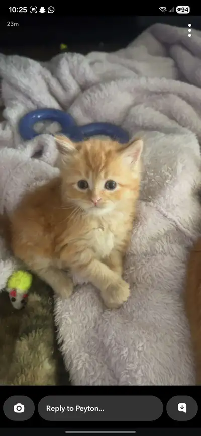 Orange male long haired kitten ready for adoption Deworming included in adoption fee Adoption fee $4...