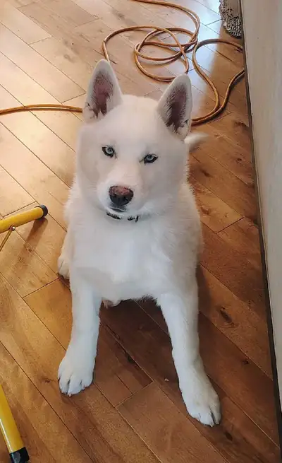 puppy siberian husky (blues eyes), View more