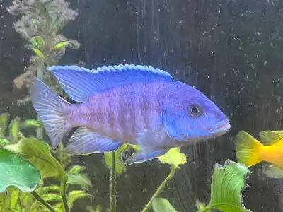Peacock Cichlid, 8in, Show Quality , View more
