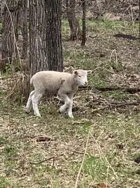 Twin ram and ewe lambs