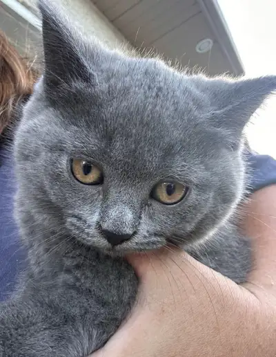 British Shorthair Kittens, View more