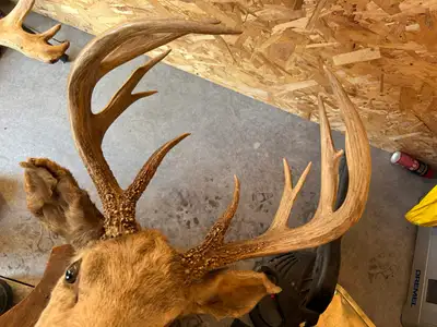 Deer mounts, View more