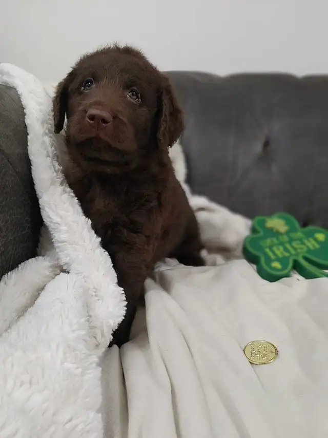 2 Left -  F1 Labradoodle Puppies (Chocolate & Multicolored) in Dogs & Puppies for Rehoming in Delta/Surrey/Langley - Image 3