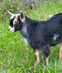 Adorable Nigerian dwarf x Lamancha mix wether goats