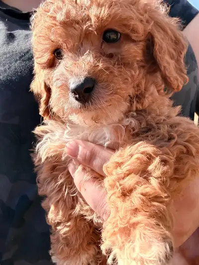 Cockapoo male  ready for new home. One left, View more