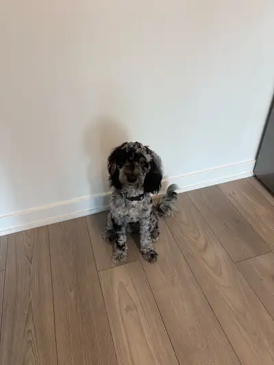 8-Month-Old Cockapoo Looking for a Loving Home, View more