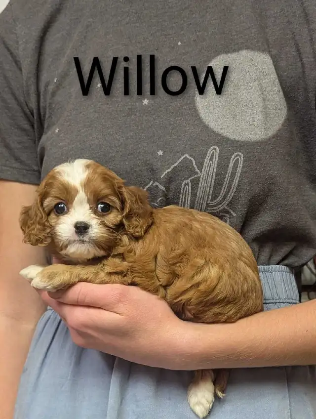 Cavapoo puppies in Dogs & Puppies for Rehoming in Kamloops - Image 3