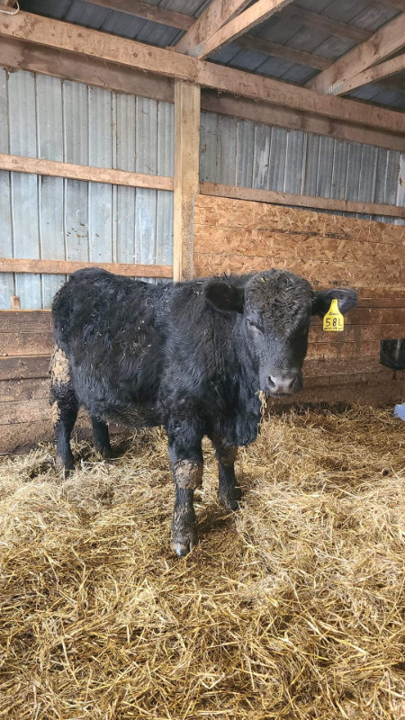 Purebred Angus Bull For Sale in Livestock in Summerside - Image 2