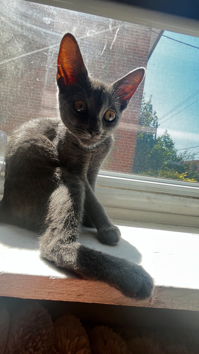 Kitten for rehoming in Cats & Kittens for Rehoming in City of Toronto - Image 2