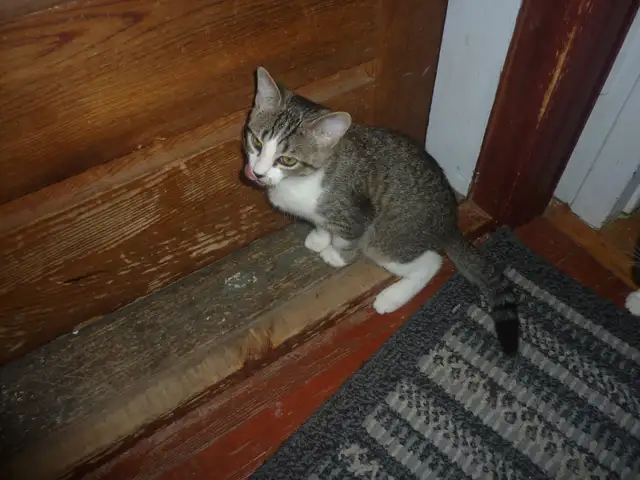 Chaton à vendre in Cats & Kittens for Rehoming in Longueuil / South Shore - Image 11