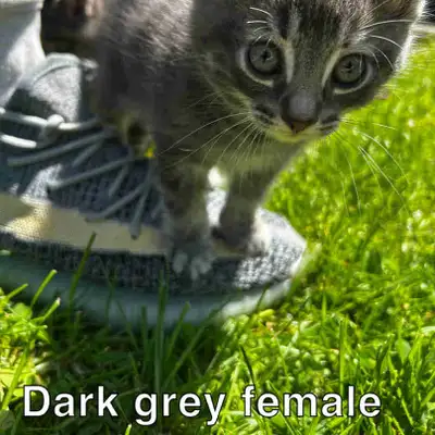 Kittens looking for home, View more